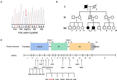 Phenotype of VCP Mutations in Chinese Amyotrophic Lateral Sclerosis Patients